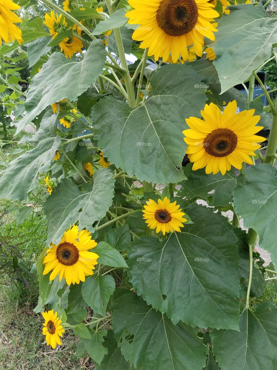 Happy sunflowers