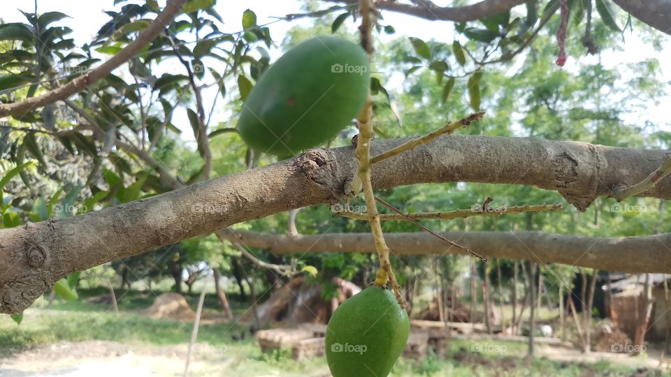 Mango fruit / Mangifera indica bunch on the tree, Guimaras Island, Philippines!