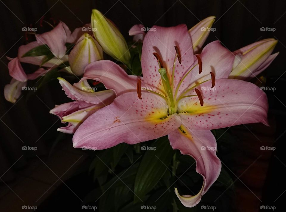 Beautiful pink and white Lilies, South Africa