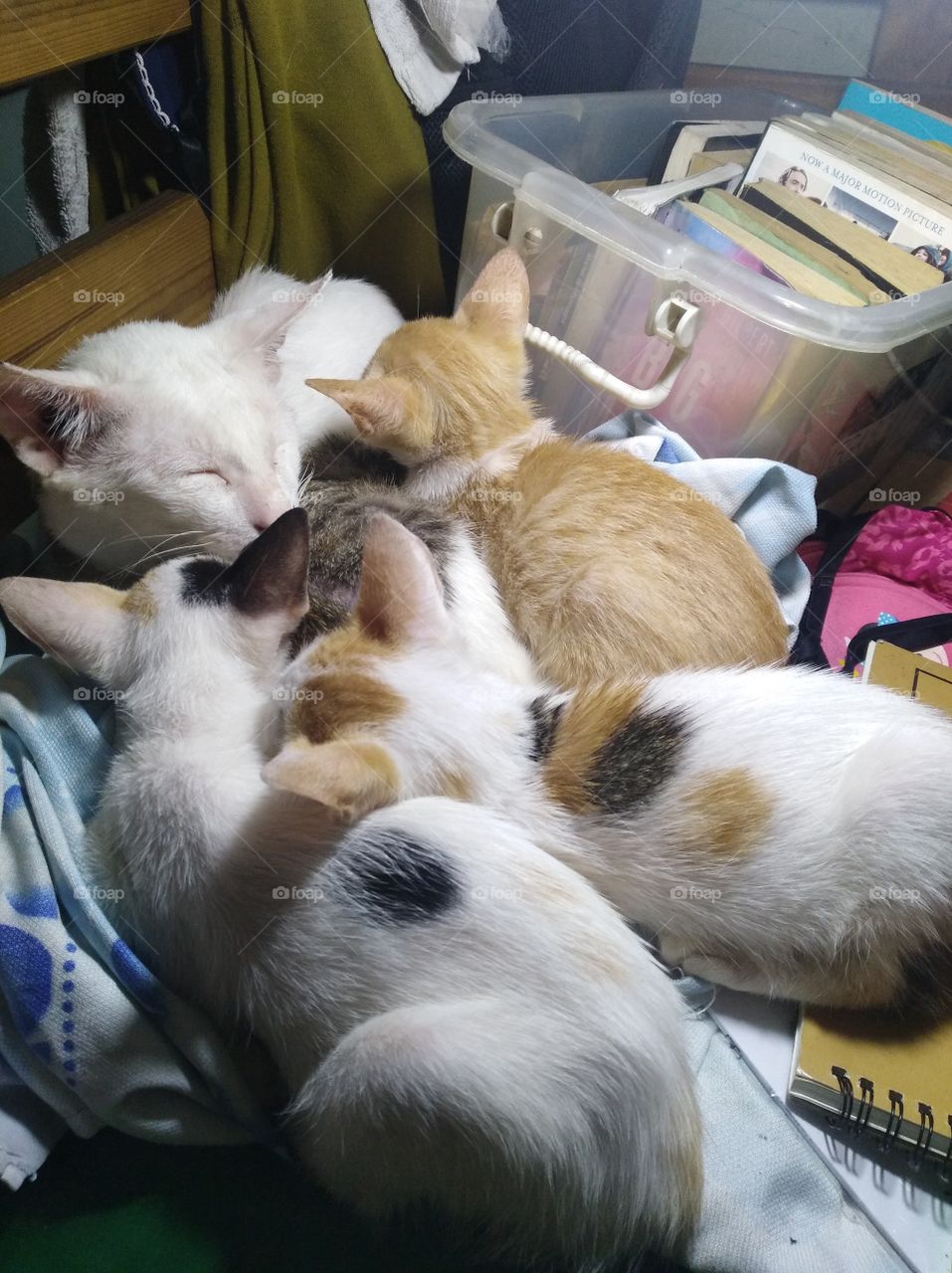 These are our cat Boruto with our new kittens: Simba, Nala, Pumba, and Timon. It was raining that night so when my girlfriend got up from the bed, she saw them in this position. I think they were warming each other.