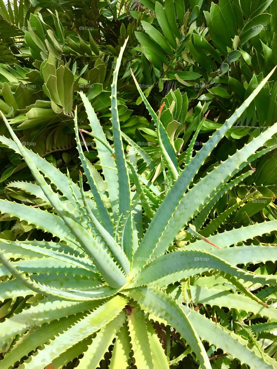 Spiny aloe