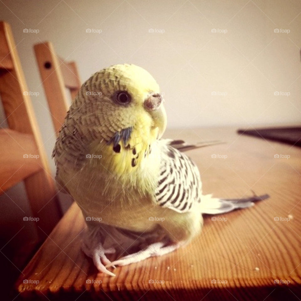 birds animal bird cute by linderborg