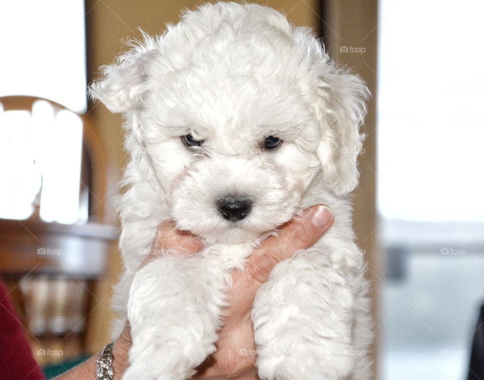 Bichon frisée puppy