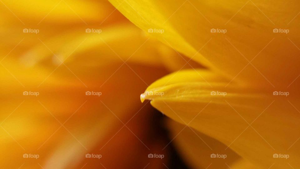 tip of a sunflower petal
