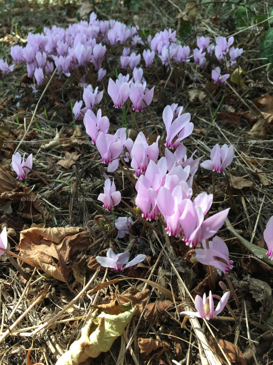 Group of wild cyclamen