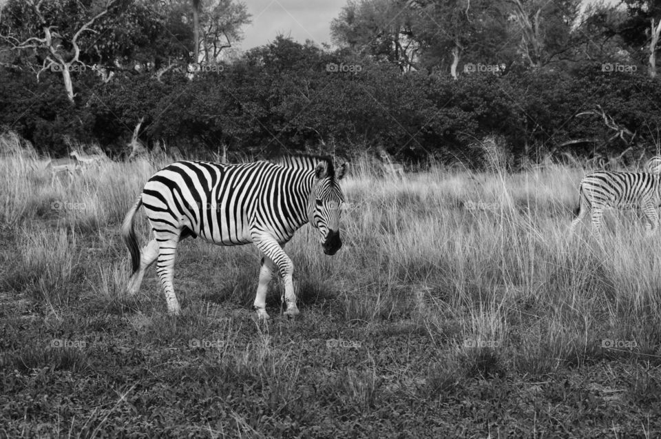 Zebra in the Okavango Delta, Africa