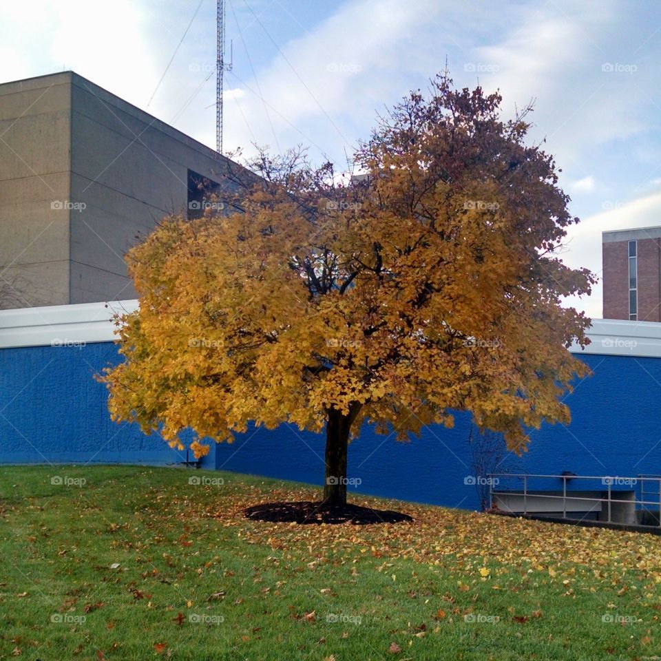 Tree, Fall, No Person, Landscape, Outdoors