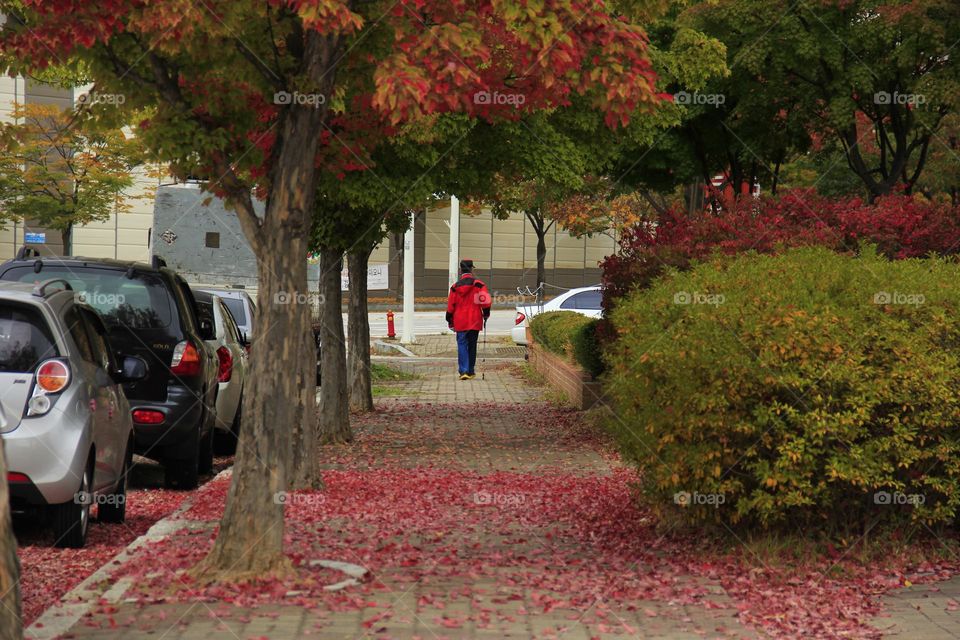 autumn street