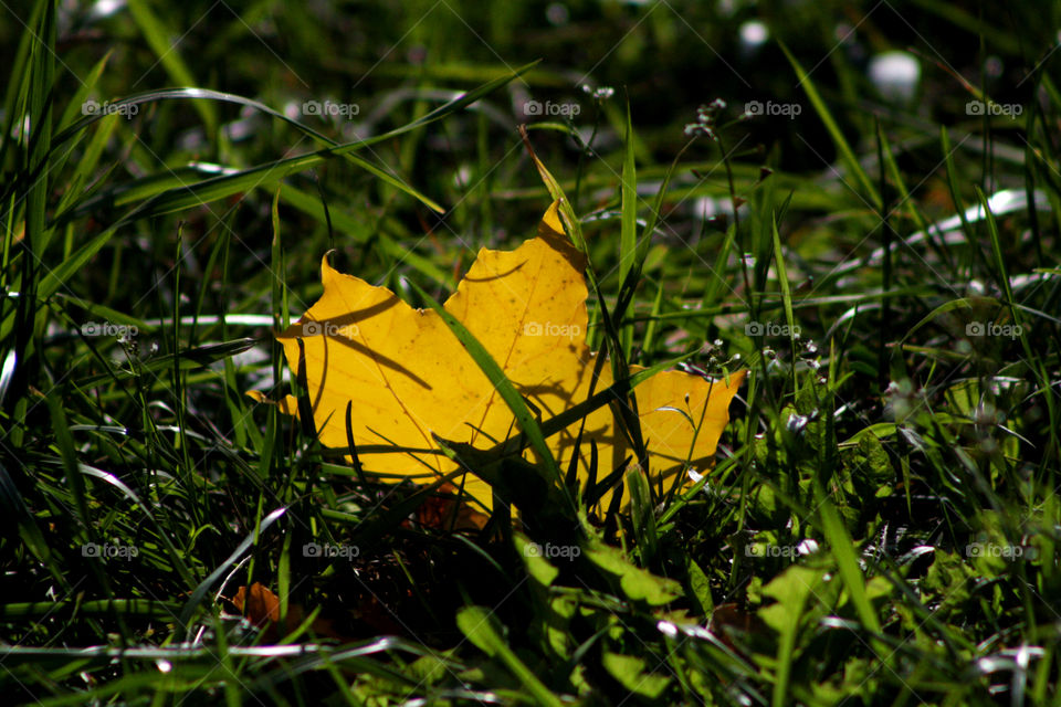 Yellow autumn leaf