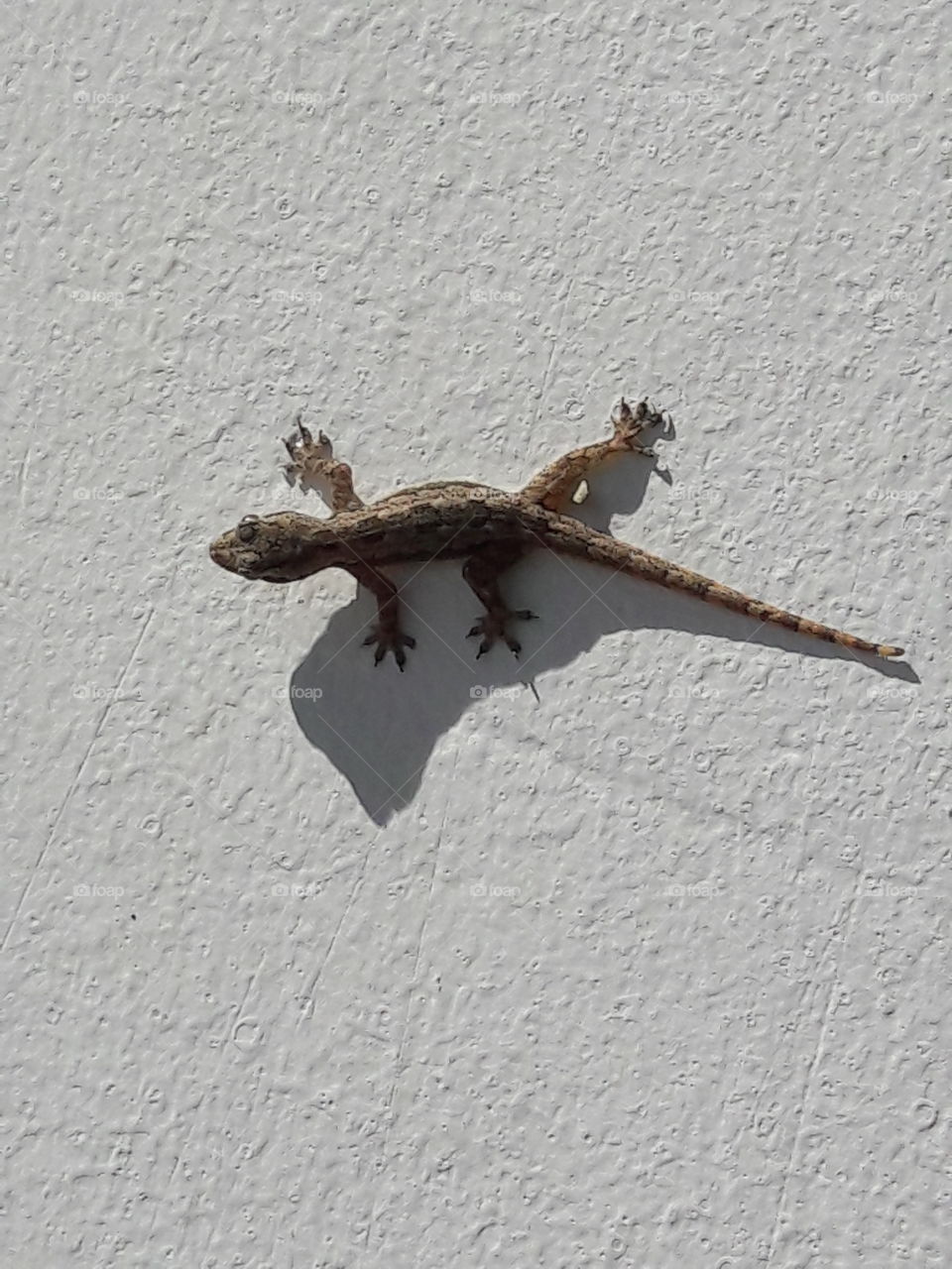 Lizard