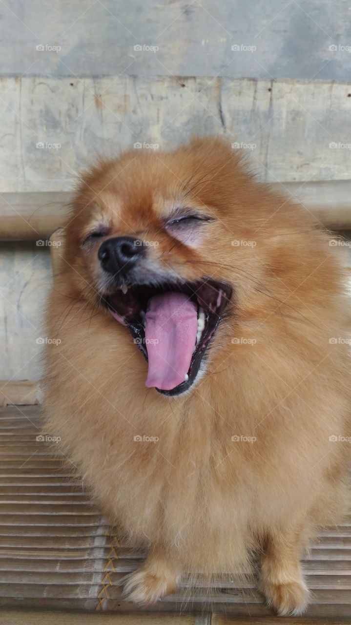 cute brown pomeranian mini dog