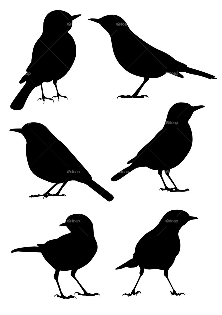 Six birds illustration