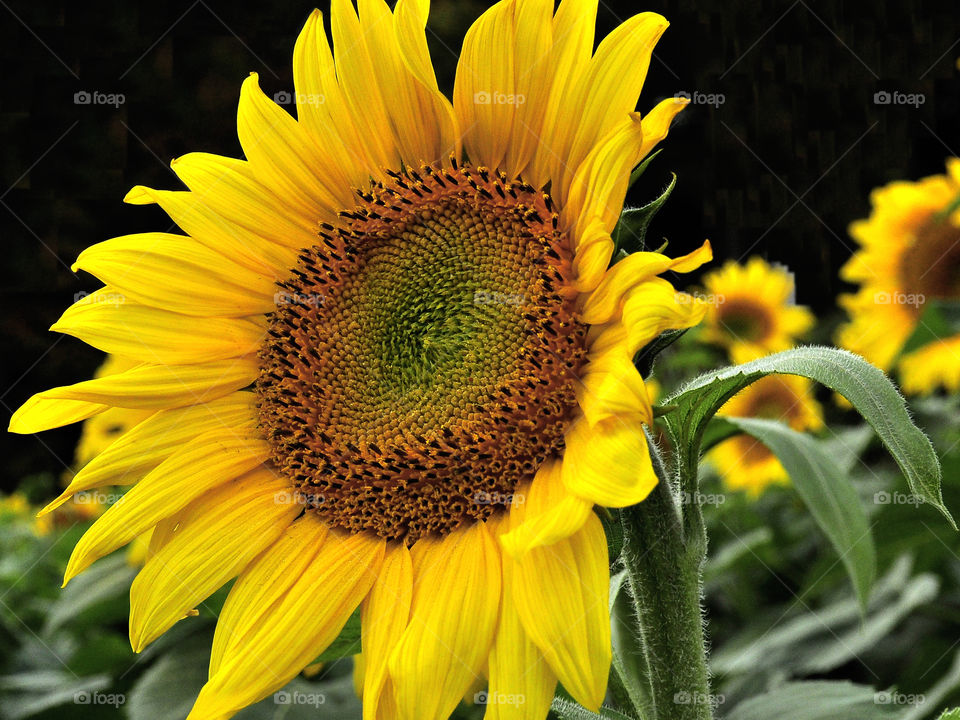 Happy Sunflower. A brilliant large yellow Sunflower. 

available at:

zazzle.com/fleetphoto