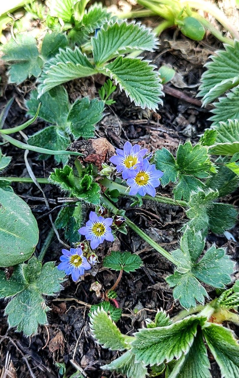 Mountain flower with unique contrast of purple periphery leaves n yellow centre attracting bees and US too.