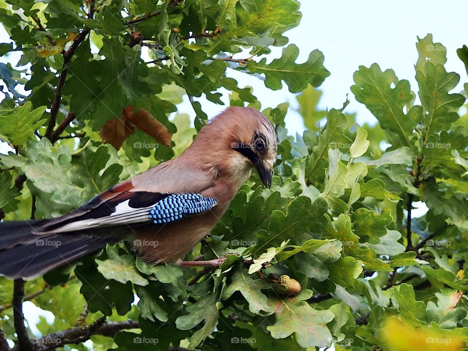 Jay choose the most delicious acorn