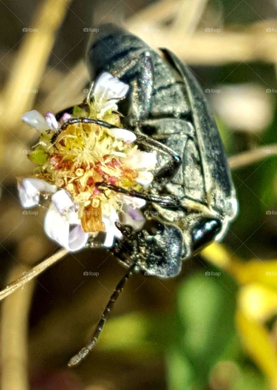 Insect, Nature, Wing, Outdoors, Flower