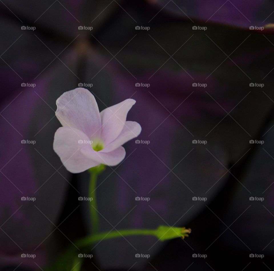 Delicate violet flower taken with shallow depth of field 