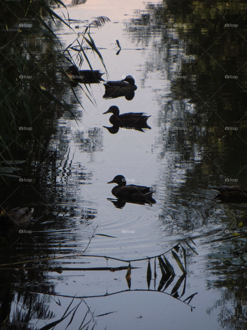 Sitting ducks. The golden hour: when birds and men relax