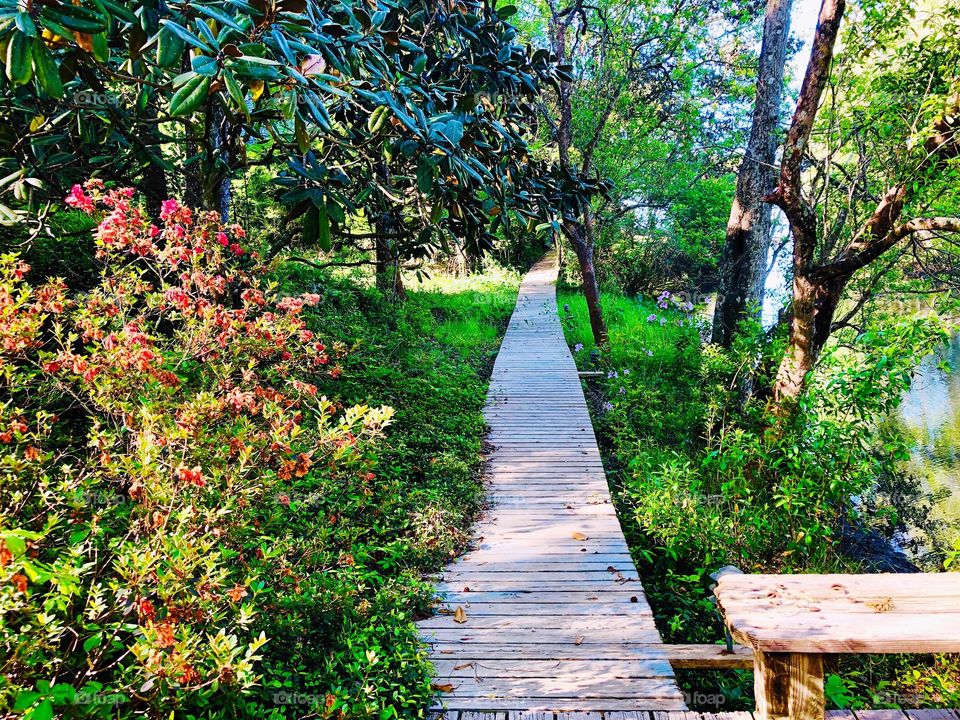 Wooden boardwalk through the woods surrounded by trees and greenery 