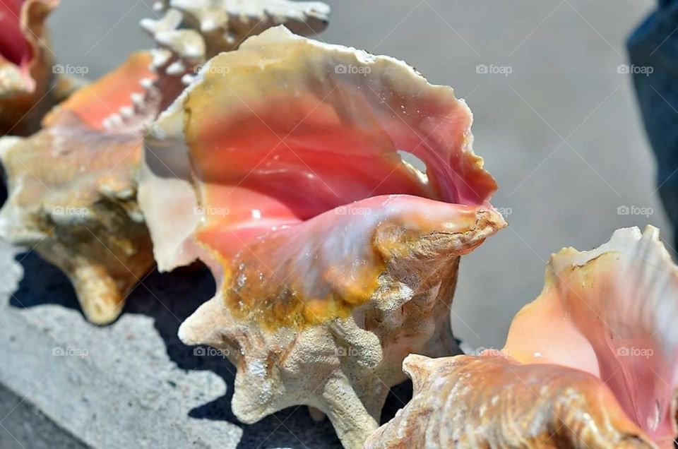 hole in a perfect conch