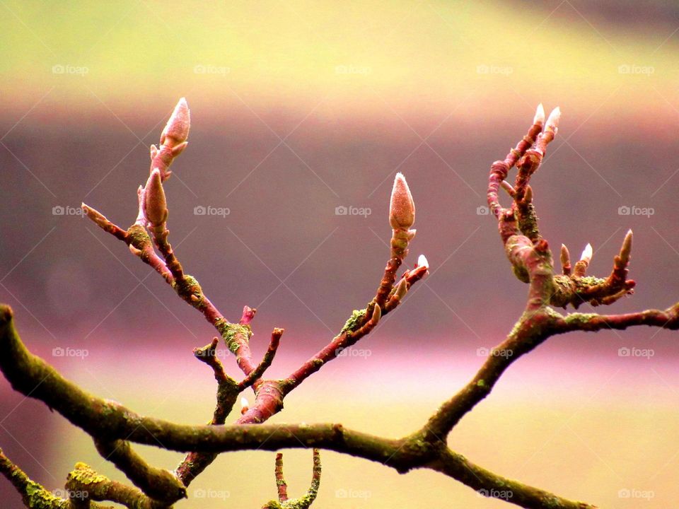 winter buds