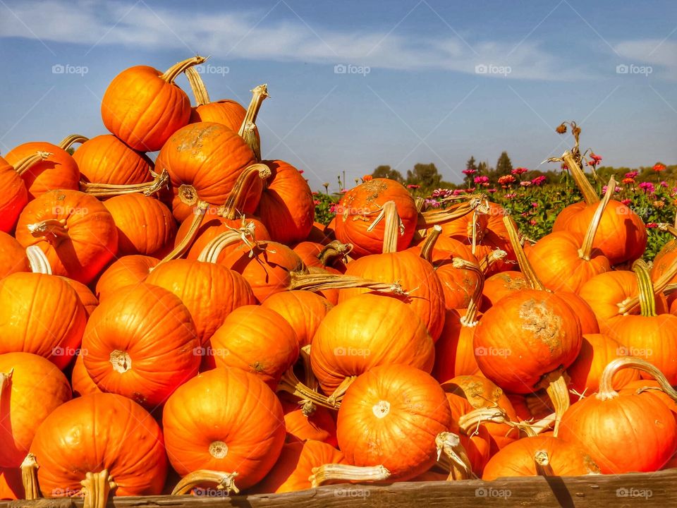 Pumpkins on a wagon.