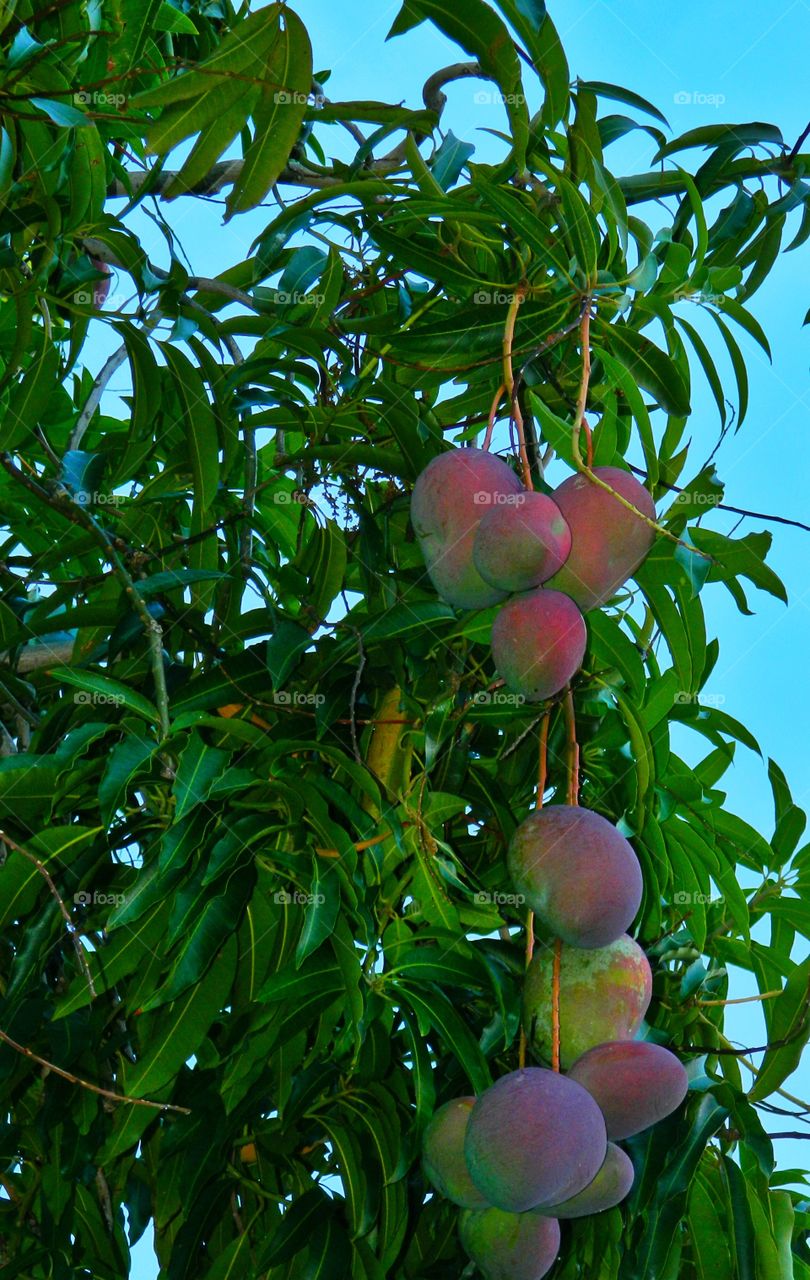 Exotic Fruits brimming with freshness and flavor. Fruit so ripe, it burst with juice when you bite into it. Eat it for the taste, love it for the nutrition!
