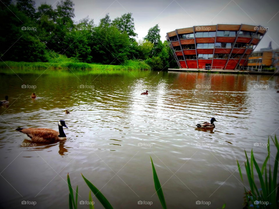 wildfowl at the Campus. wildfowl at the Jubilee Campus , University of Nottingham in UK