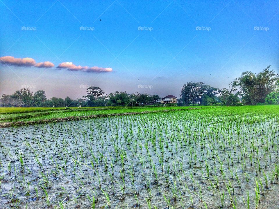 Rice field atmosphere