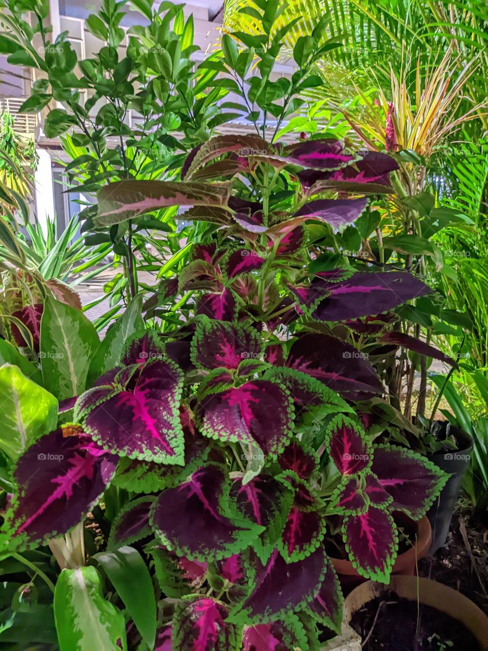 plants and night view