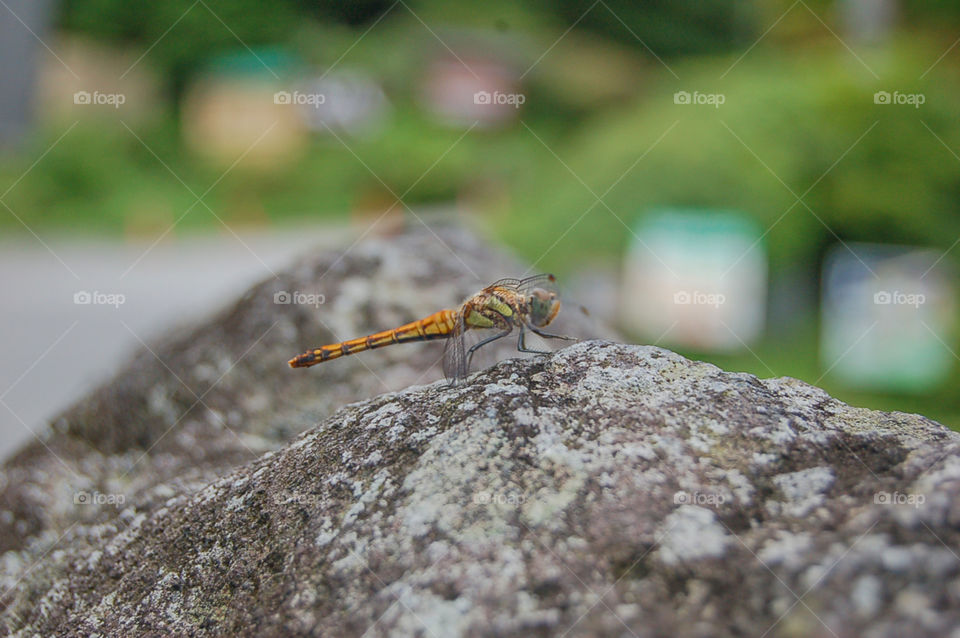 Japanese Dragonfly On Stone