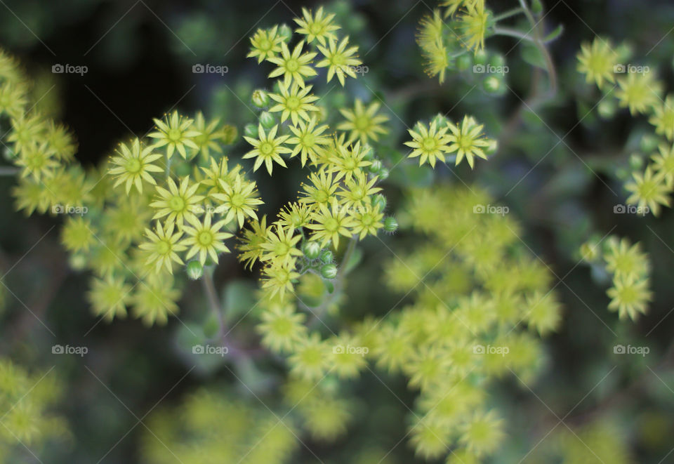 Flowering plant close up