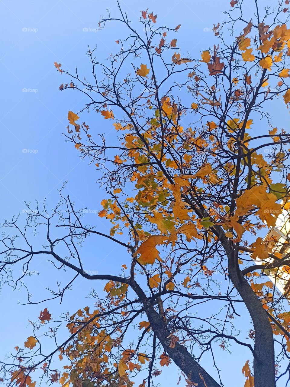 Fall Wins! (Bonus Exclusive Mission)