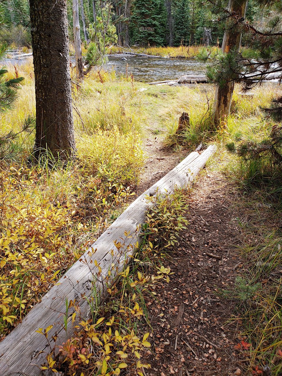 An old weathered log lays across a trail leading to the waters of the Deschutes River at Mile Camp in the woods of a jack pine forest with foliage taking on yellow fall colors on a sunny day. 