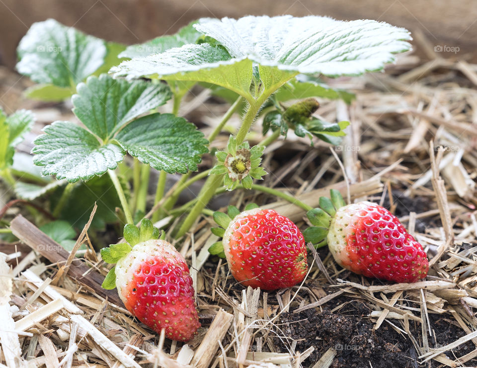 Ripe strawberries on  a plant in garden.