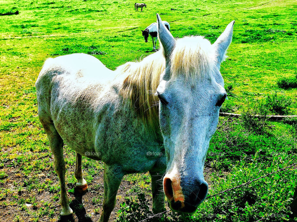 Pale white horse in a lush green pasture out west on a California