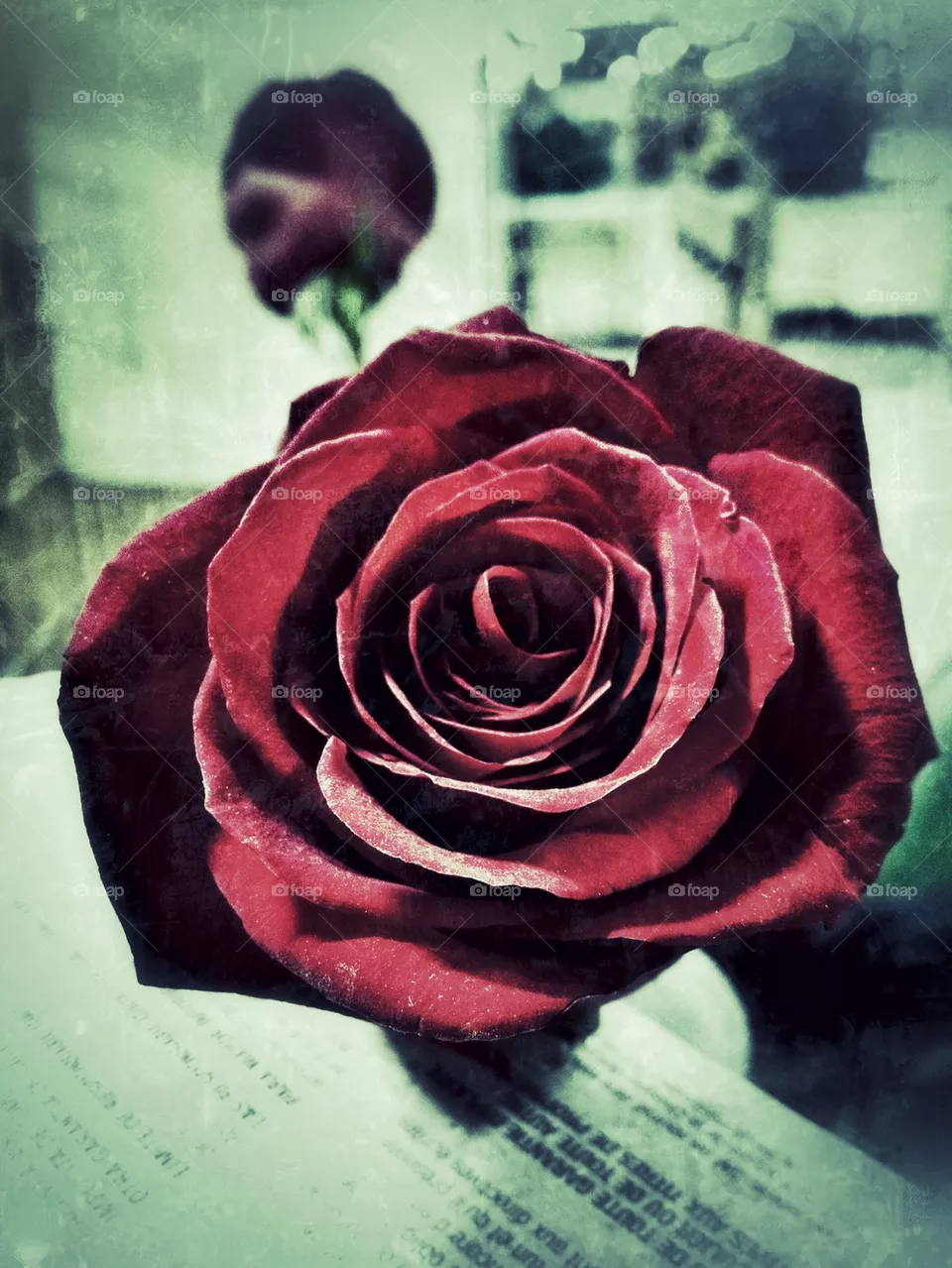 Roses 