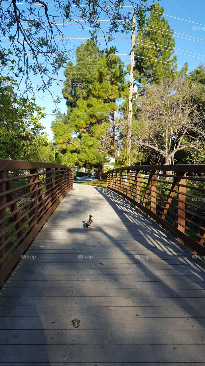 why did the duck cross the bridge?