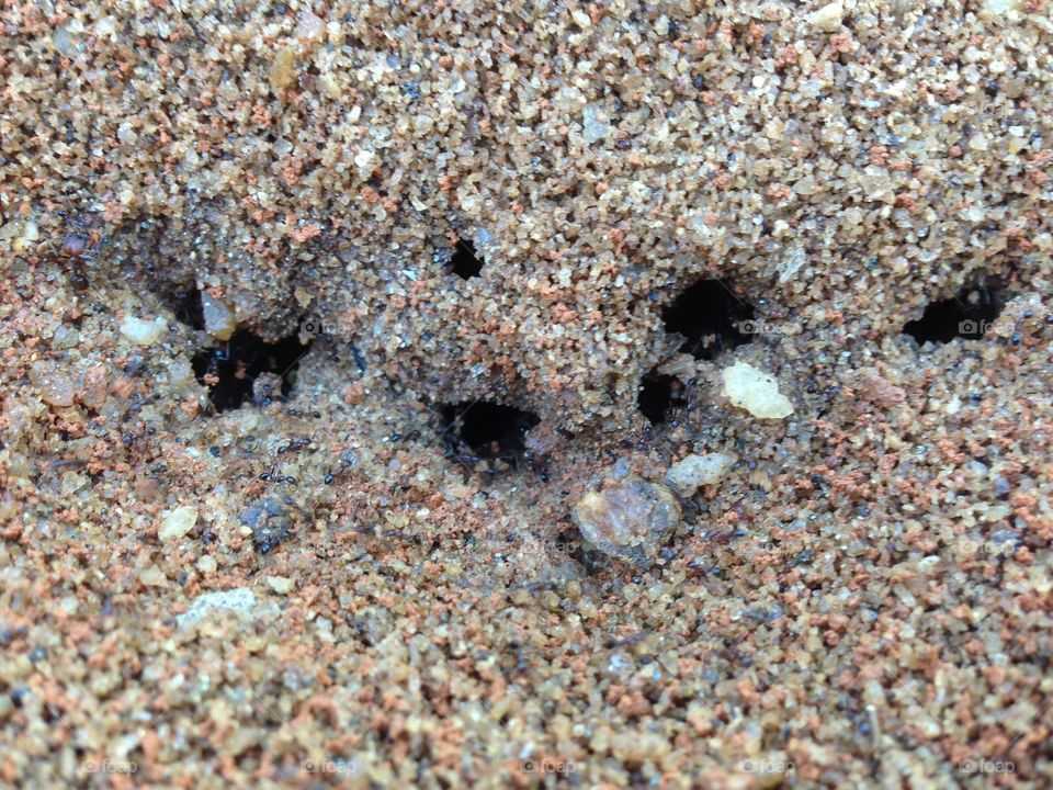 Ant's colony