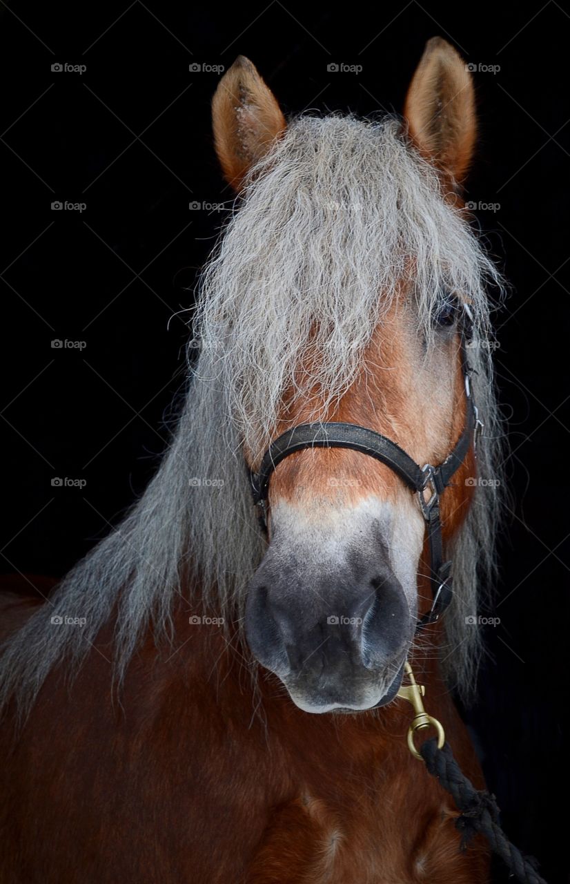 Portrait of a horse