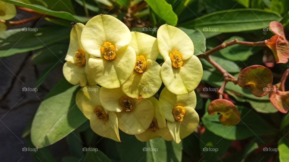 Euphorbia Milii Yellow - Tanaman Hias Euphorbia Kuning