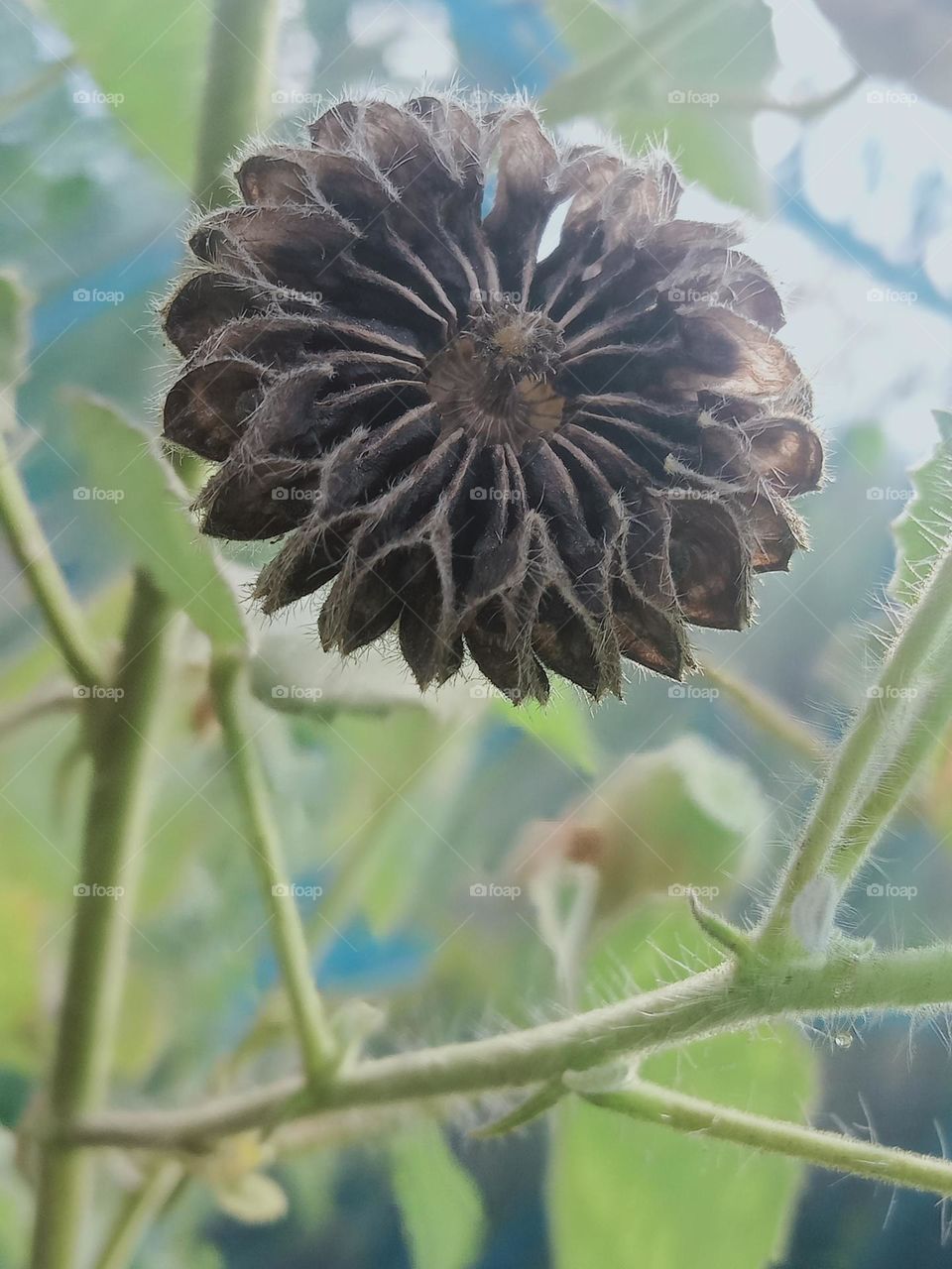 ravarma VanguvO / Abutilon indicum Plant / Nature Seed Boxs / Seeds Abutilon / Block Beauty