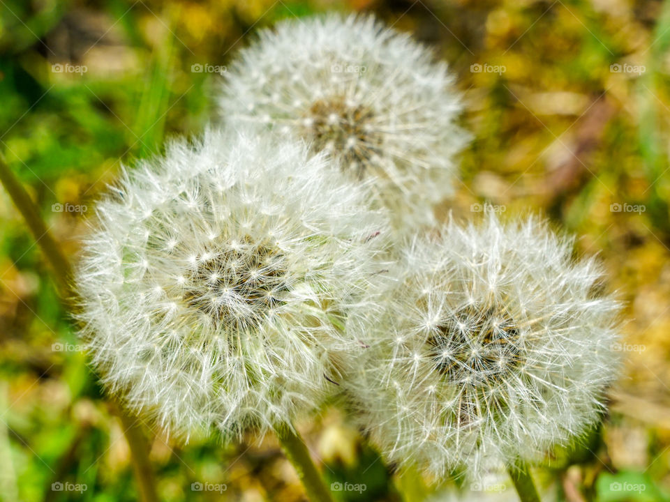 dandelion, taraxacum erythrospermum, closeup with natural blurred background
