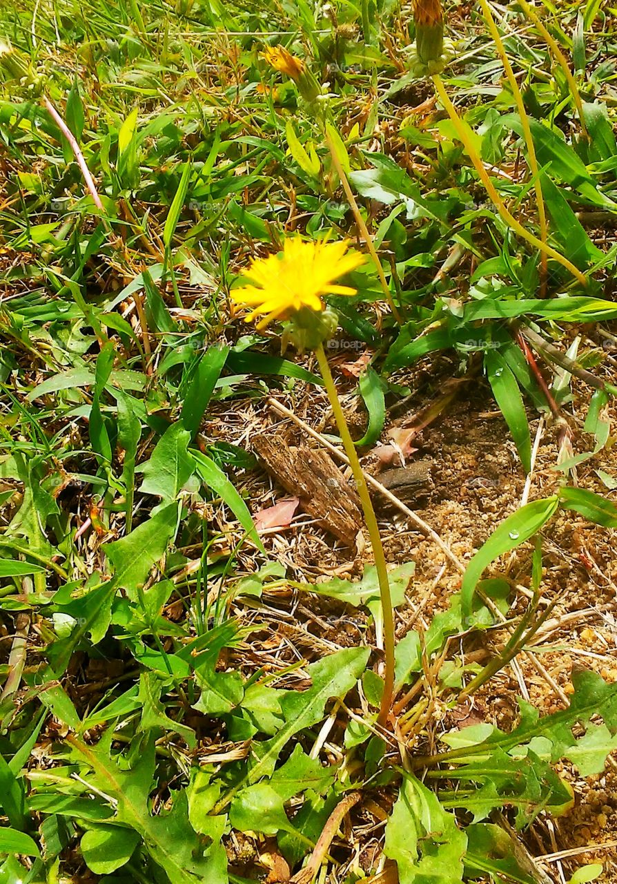 small yellow dandelion