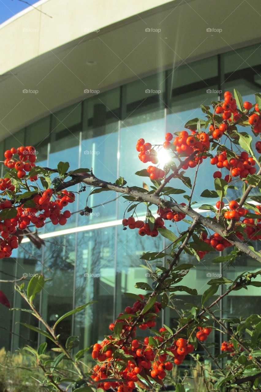 Berry Bright Windows