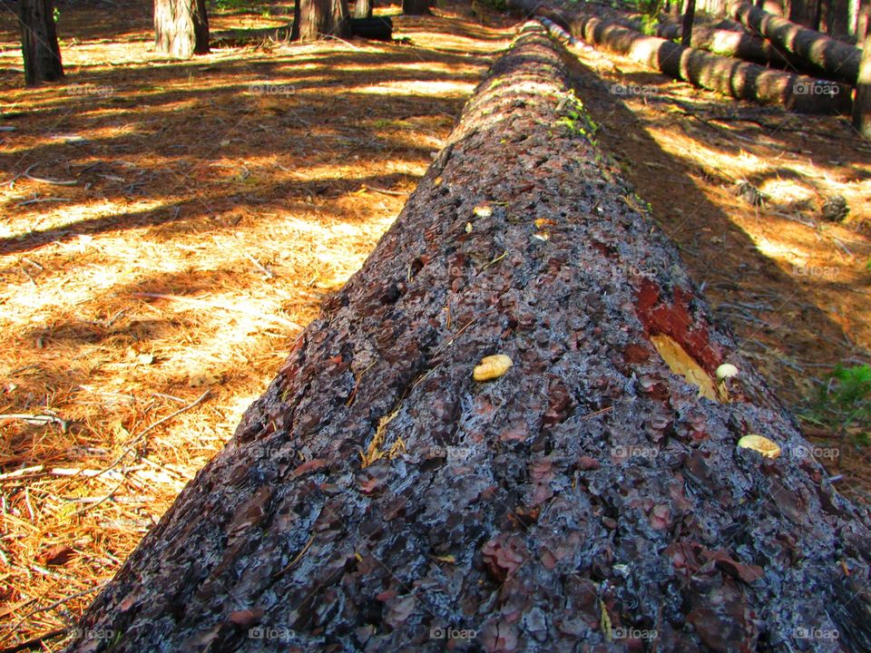 No Person, Tree, Wood, Nature, Outdoors