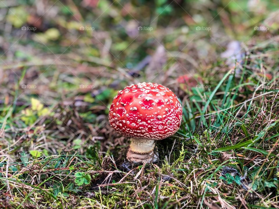 Red mushroom