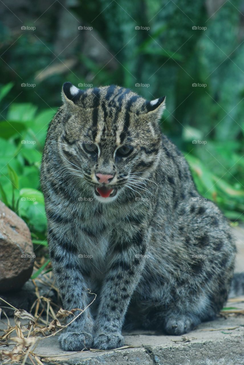 kucing hutan yang sangat menakutkan