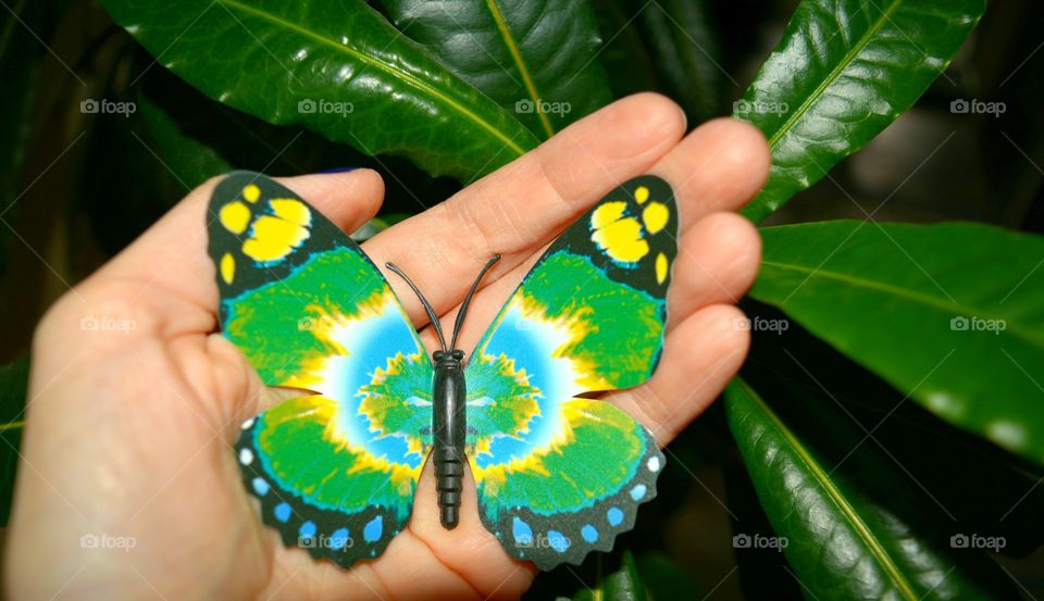 Nature, Butterfly, Beautiful, Insect, Tropical