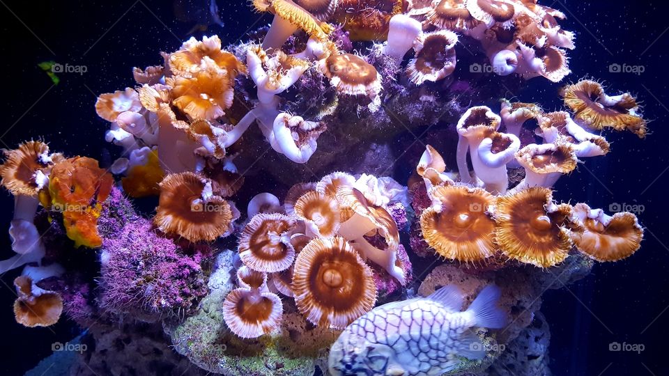 Musée Océanographique de Monaco